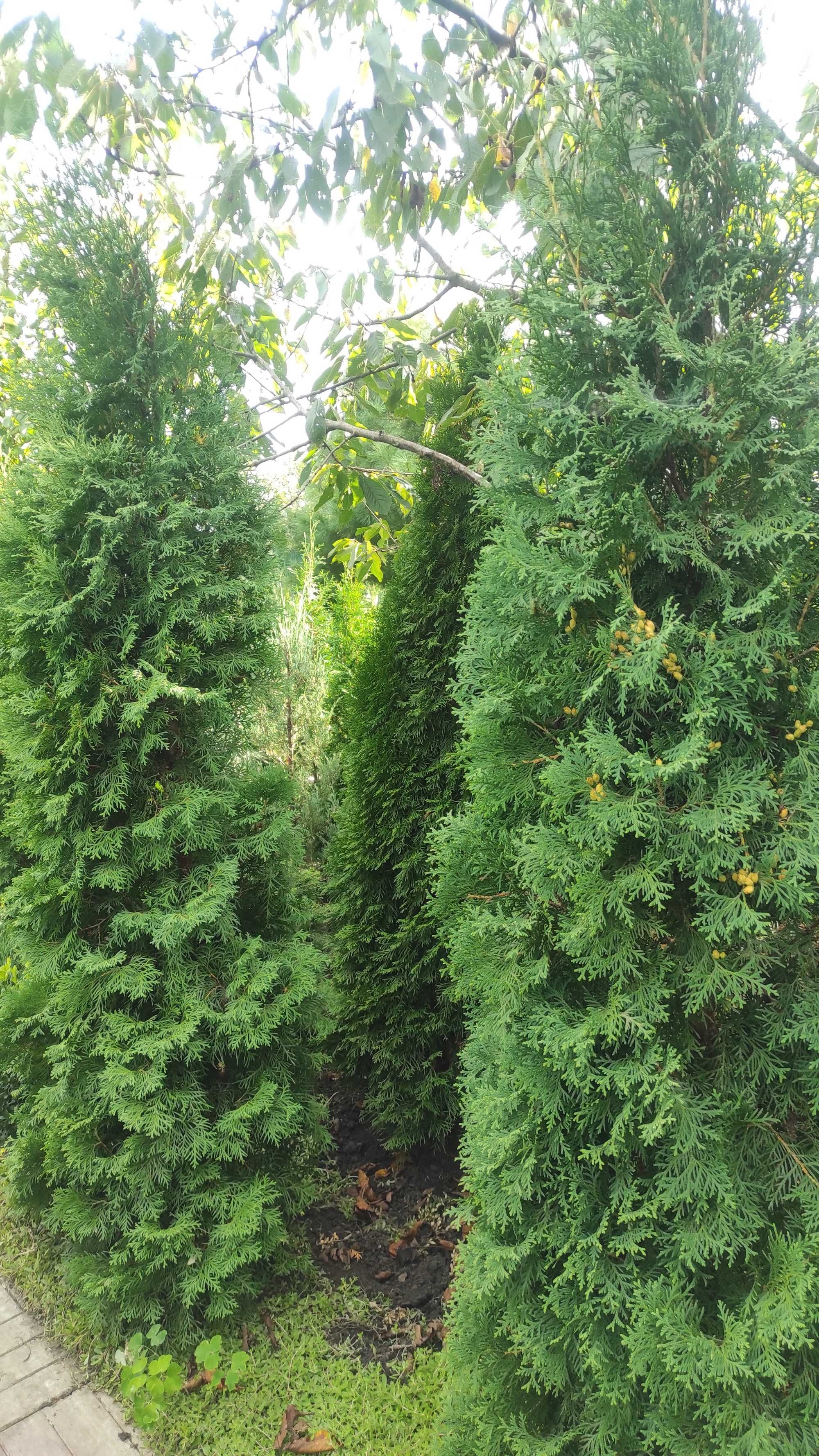 Туя колоновидна 1,3-1,4 метра - найкращий вічнозелений паркан,