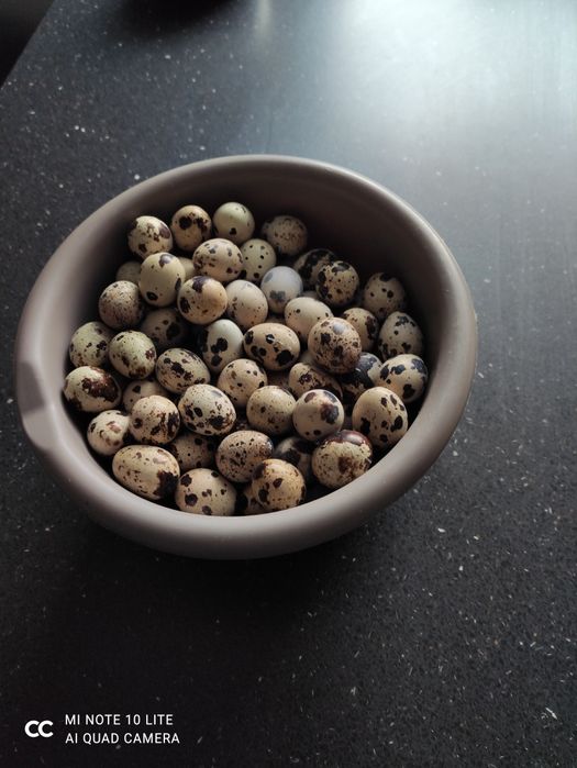Jajka lęgowe przepiórki japońskiej
