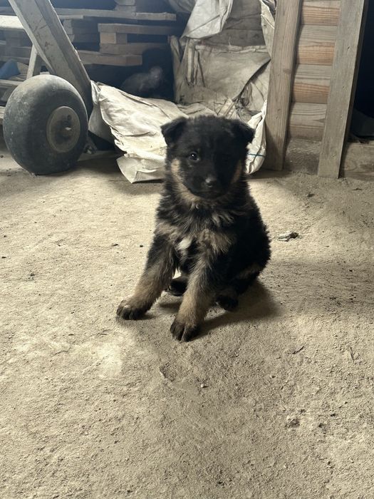 Цуценята  німецької вівчарки