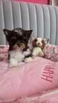 Yorkshire terrier biro