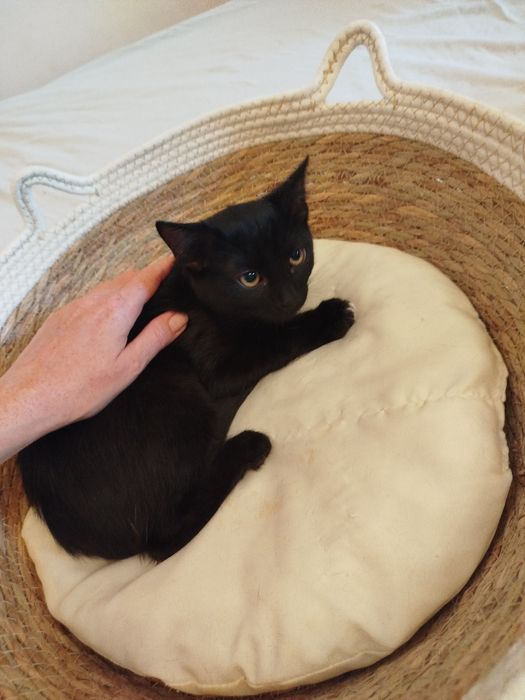 Pedro - czarny kocurek