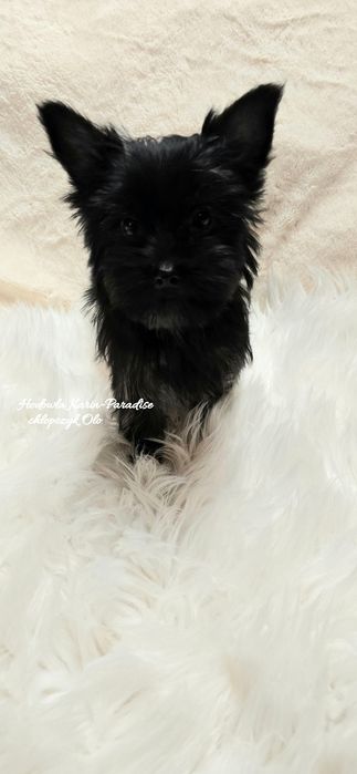 Yorkshire terrier piesek