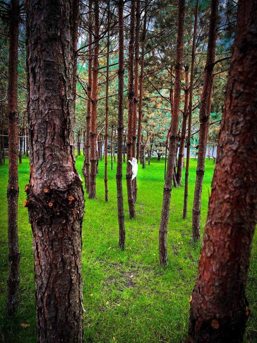 Сплачуй 50% та заселяйся! Розстрочка від Забудовника 0% на рік!