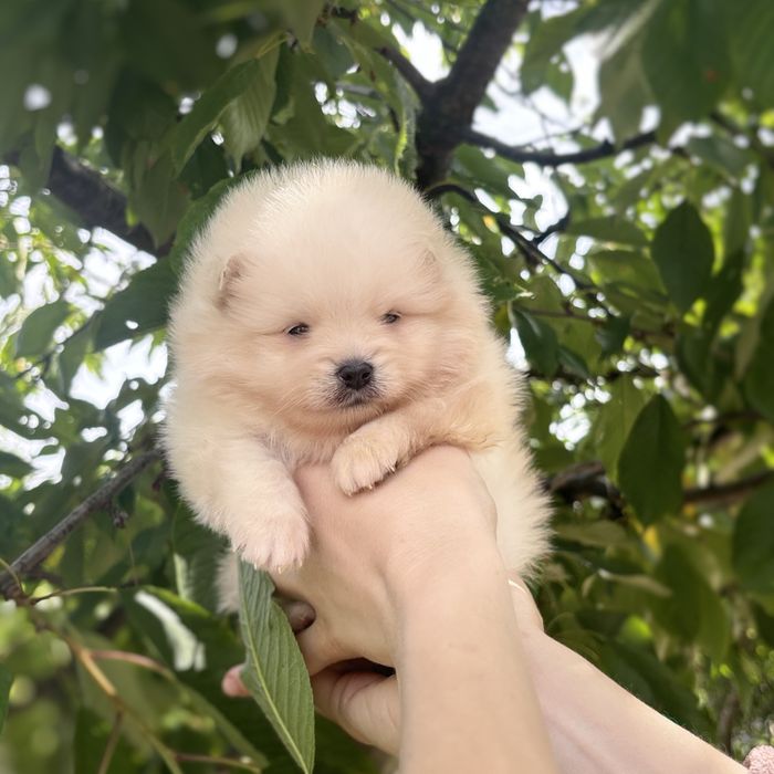 чудова дівчинка шоу классу