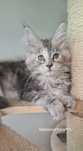 Kotka maine coon