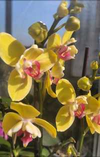 Орхидея Phal. 5890 Fuller's Sunset '646' (peloric) в розмірі 1.7 мох