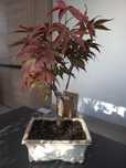 Drzewka bonsai klon palmowy