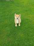 Akita Inu chłopiec