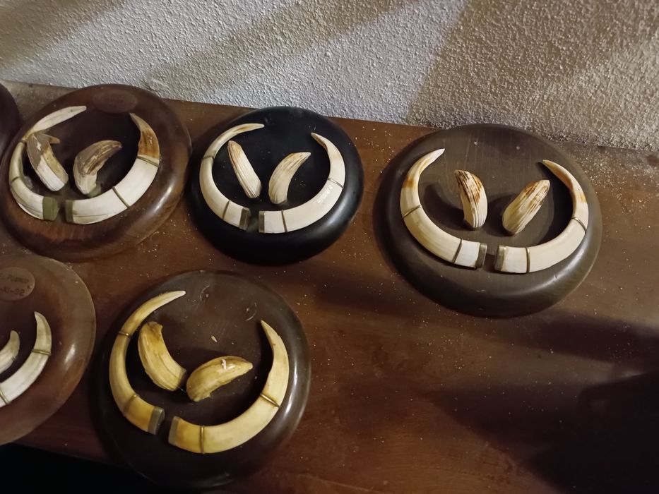 Dentes javali colmillos