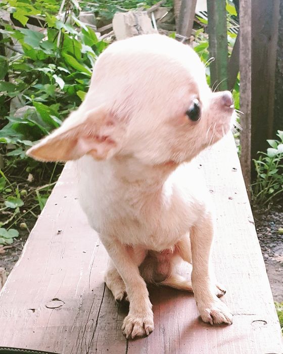 Приглашаем на вязку мини чихуахуа