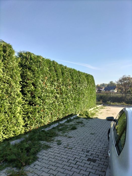 Przycinanie tui,krzewów i żywopłotów. Koszenie trawy .