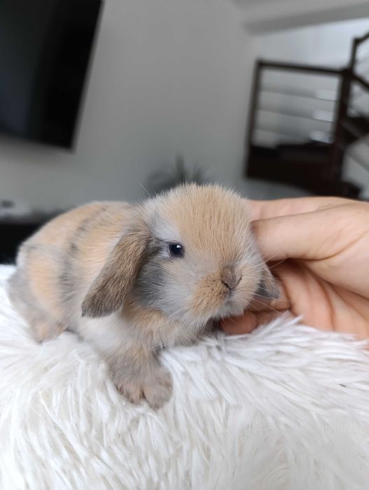 Mini lop karzełek Teddy hodowla zarejestrowana