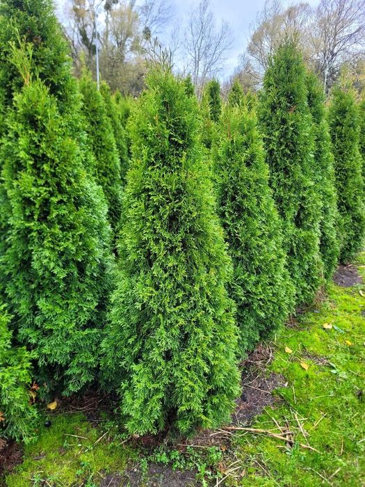 Żywotnik Smaragd 130–140 cm! Tuja od producenta, kopane na zamówienie!