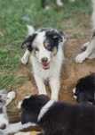 Border Collie piesek blue merle tricolor