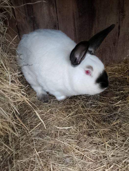 Sprzedam króliki kc samce