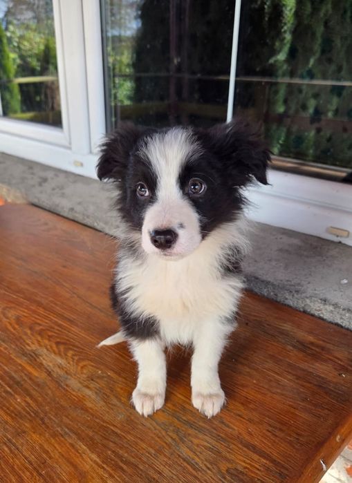 Piesek Border Collie