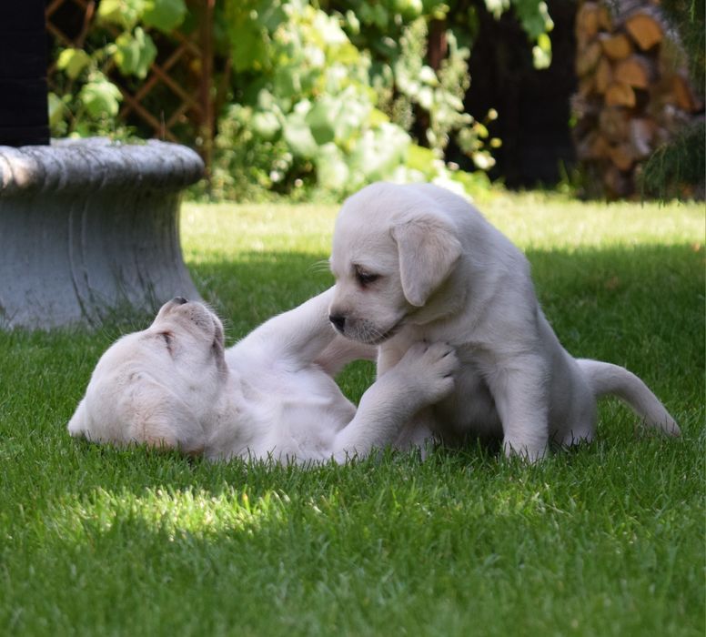 Labrador retriever biszkoptowa suczka szczeniak