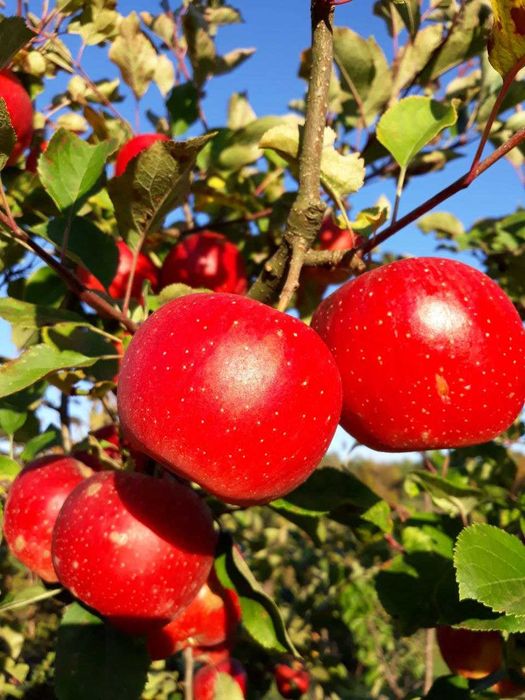 Однорічні та дворічні саджанці плодових дерев