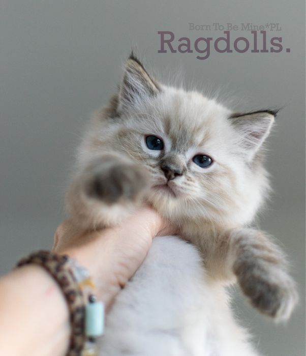 Kociak kocurek  seal point lynx Ragdoll FPL rodowód