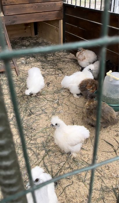 Китайські шовкові кури (пухові, декоративні) ,Silkie