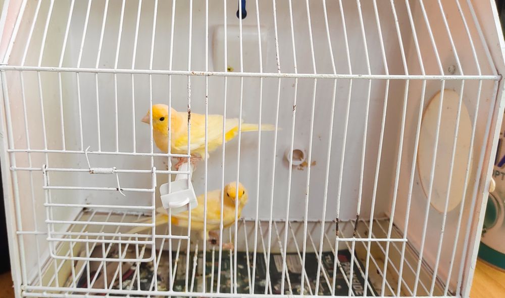Cedo dois casais de canários