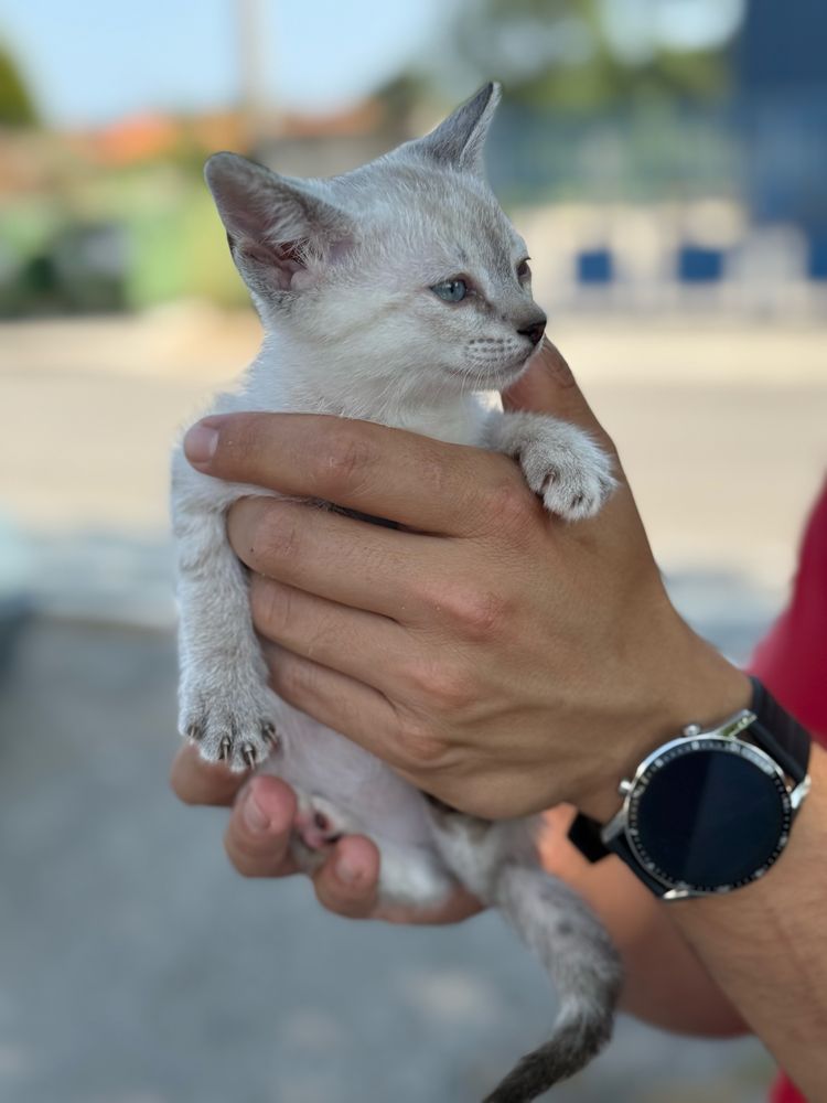 Gatinhas para adoção responsável Caxarias/Ourém/Leiria