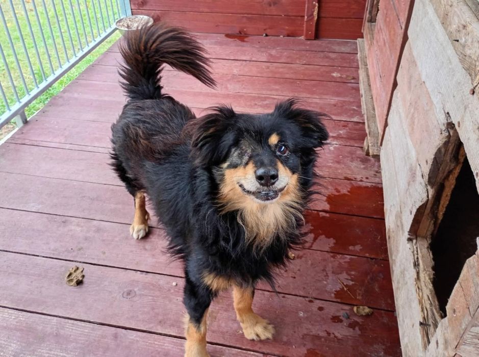 Zraniony kruczek pilnie szuka domu 

Kruczek trafił d