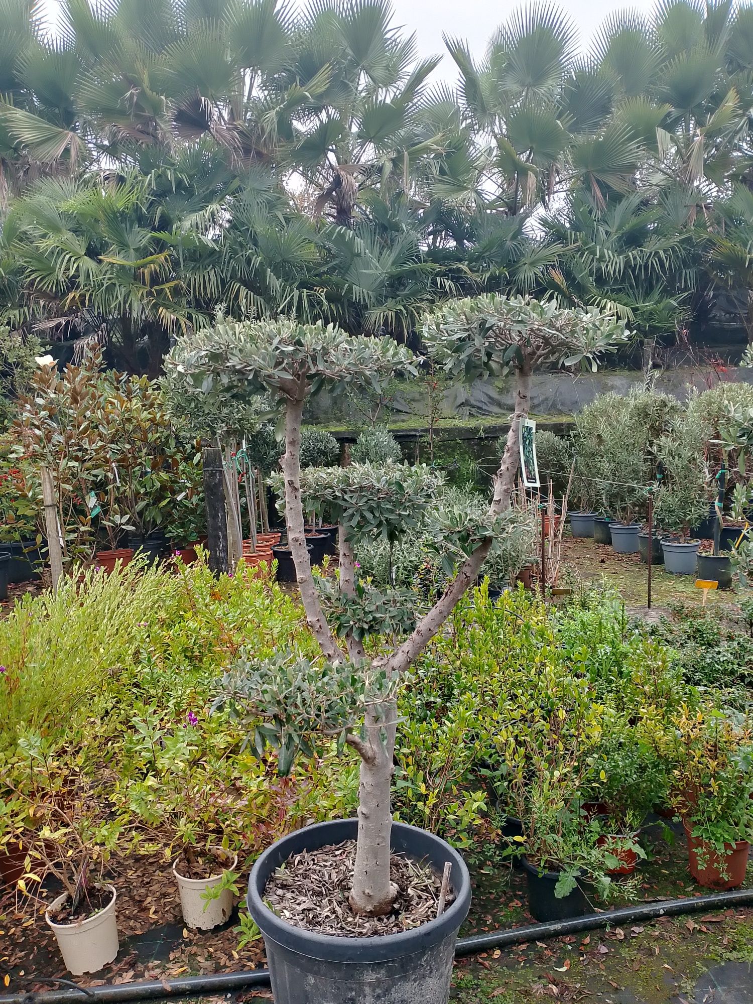 Várias plantas/ relva