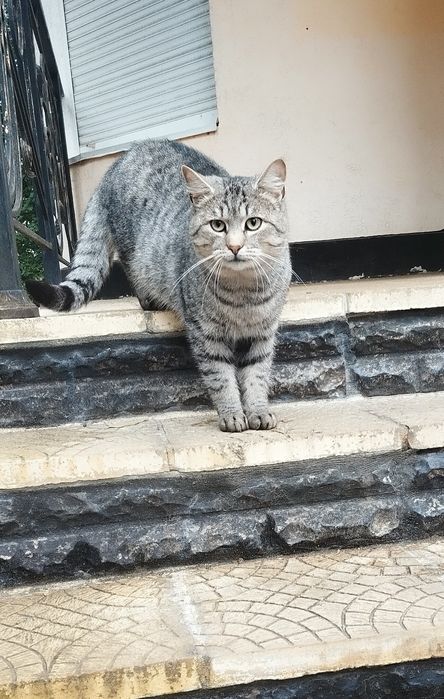 Безкоштовно котик