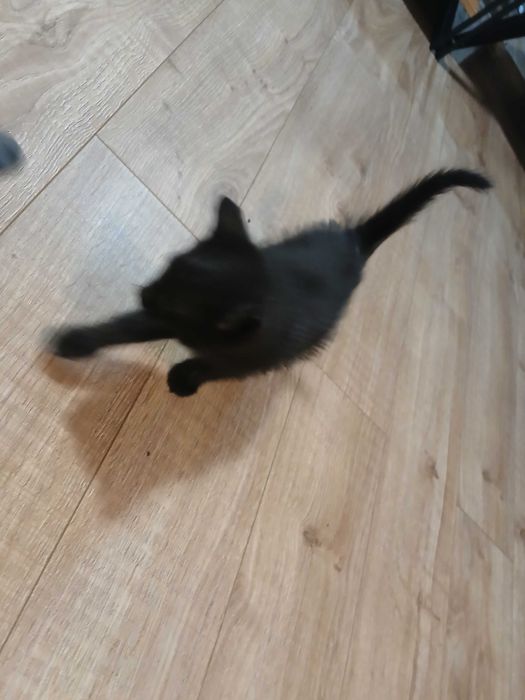 Śluczne kotki do oddania