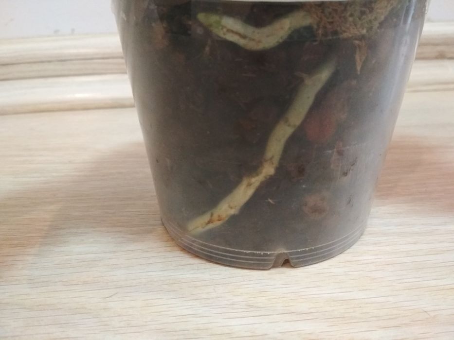 Орхидея фаленопсис бабулетка