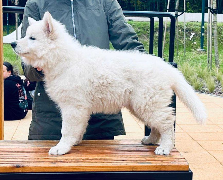 Biały Owczarek Szwajcarski