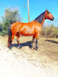 Cavalo masso montado