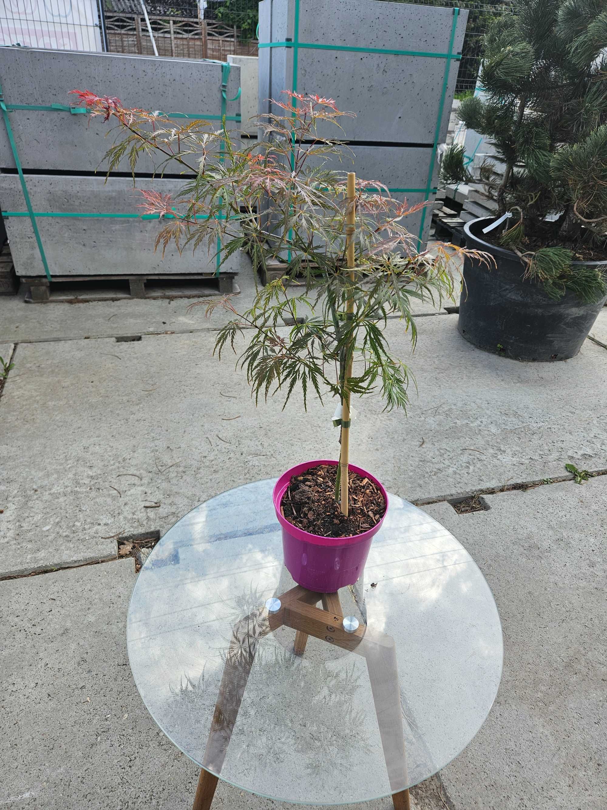 Klon Palmowy 'Emma' (Acer palmatum 'Emma')
