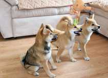 Suczka czerwona* SHIBA INU *  Do ODBIORU # możliwy paszport