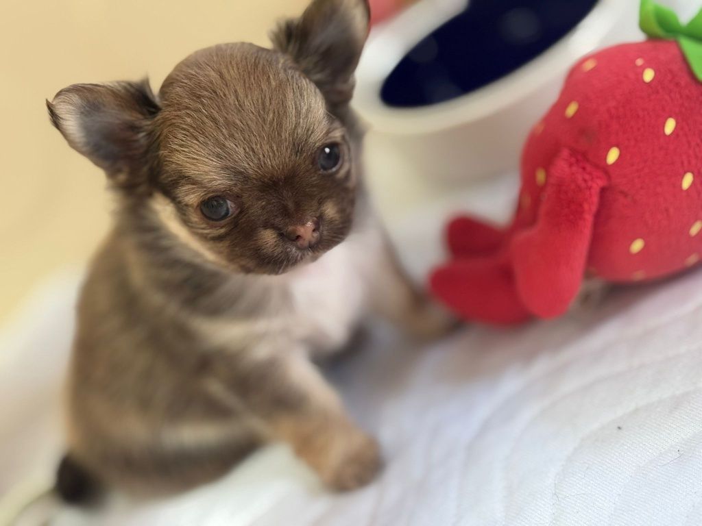Chihuahua długowłosa fci