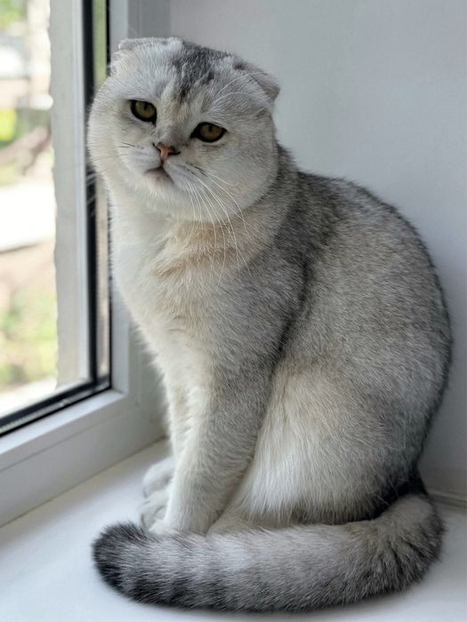 Шотландський висловухий (scottish fold) кіт на вʼязку