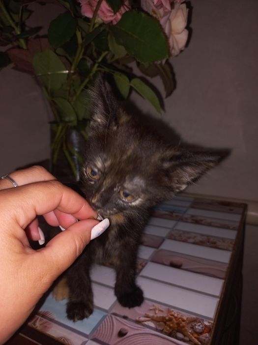 Відам в добрі руки маленьких кошенят 2 дівчинки та один хлопчик