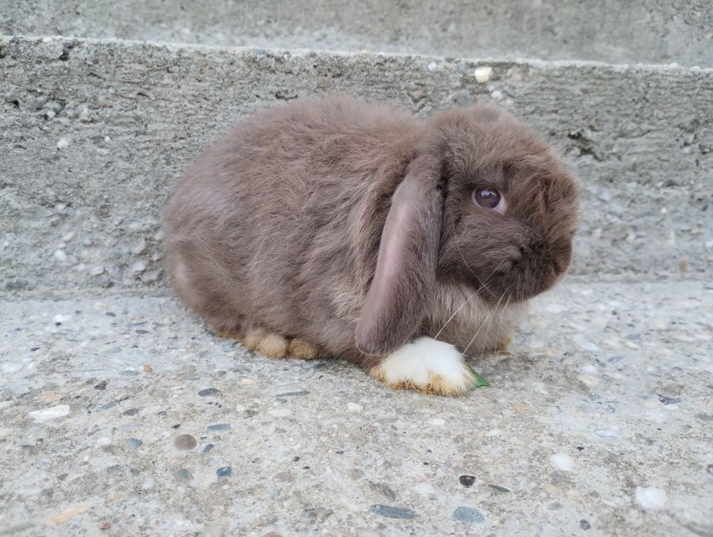 Mini lop królik gotowy do odbioru