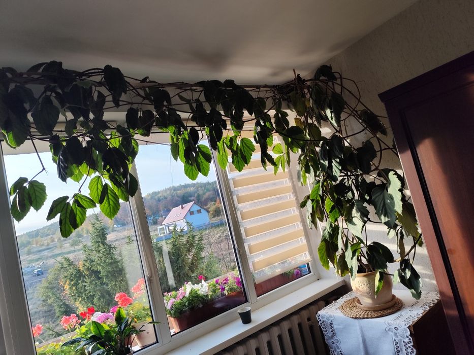 Kwiaty domowe Tetrastigma voinierianum