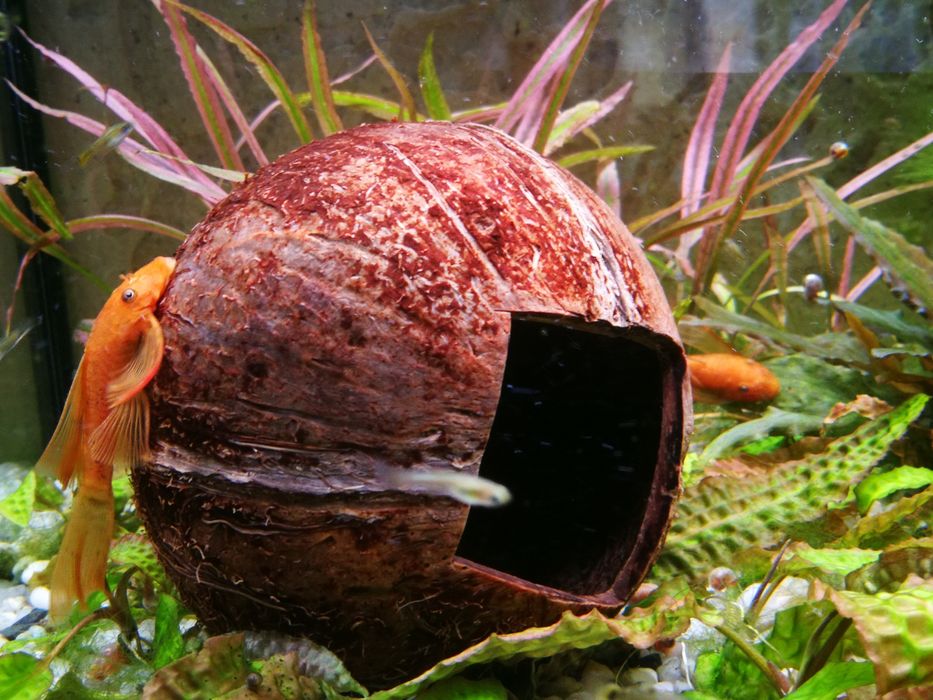 Kokos dekoracja kryjówka