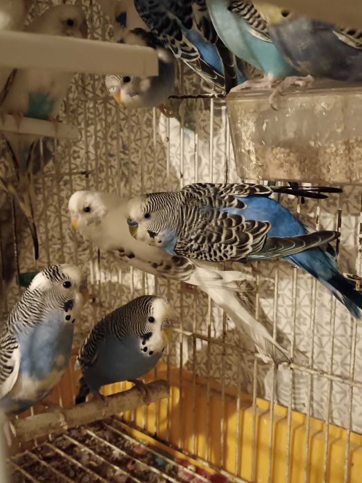 Piriquitos machos e fêmeas