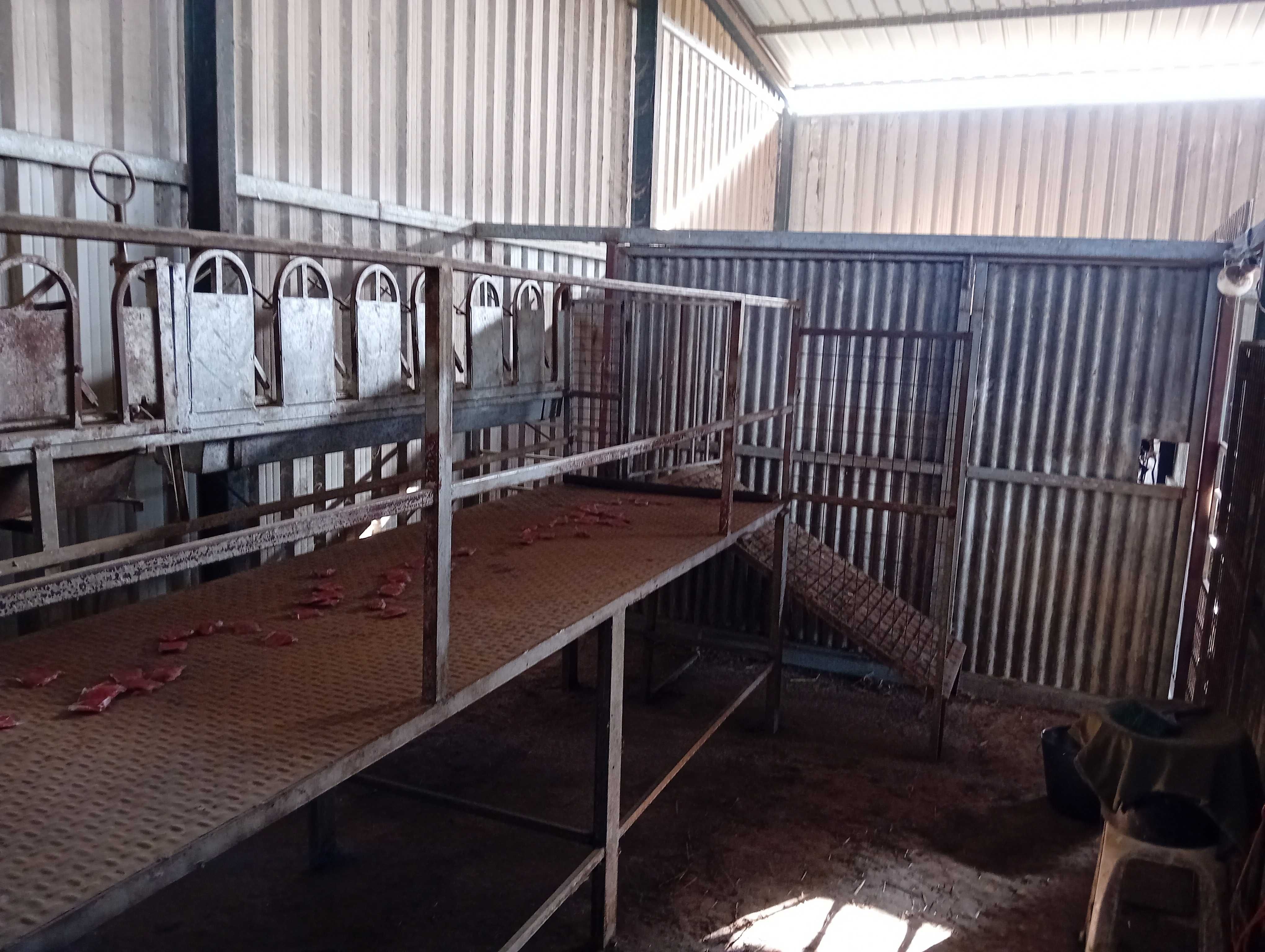 Cabras, amarre de 12 cabras, máquina de ordenha e tanque de 300l