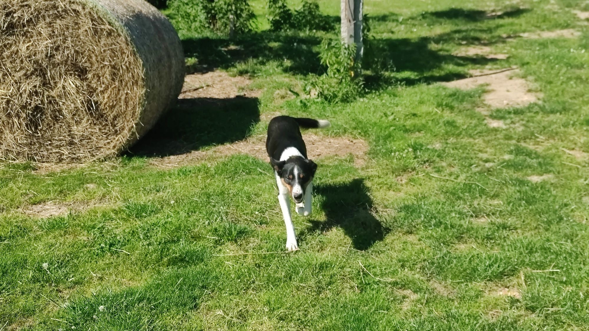 Destiny Border Collie ZKwP FCI