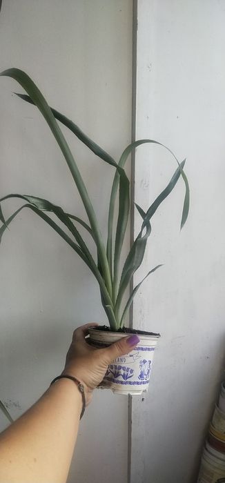 Бильбергия      .