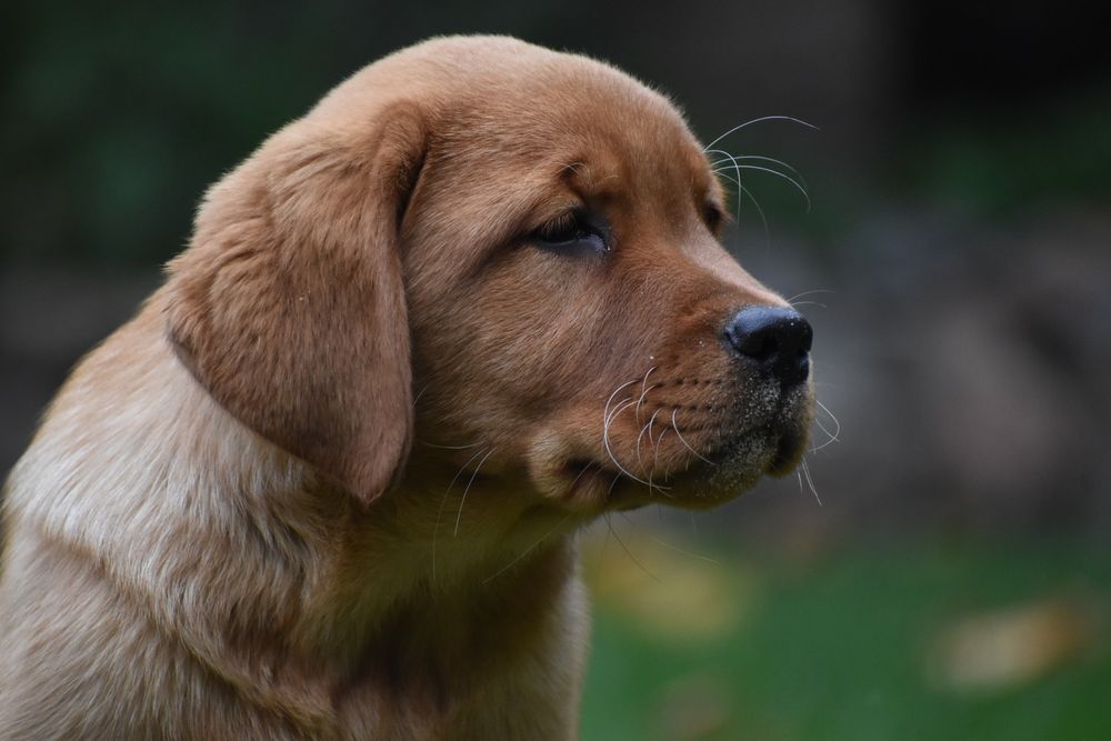 Хлопчик фоксред лабрадор