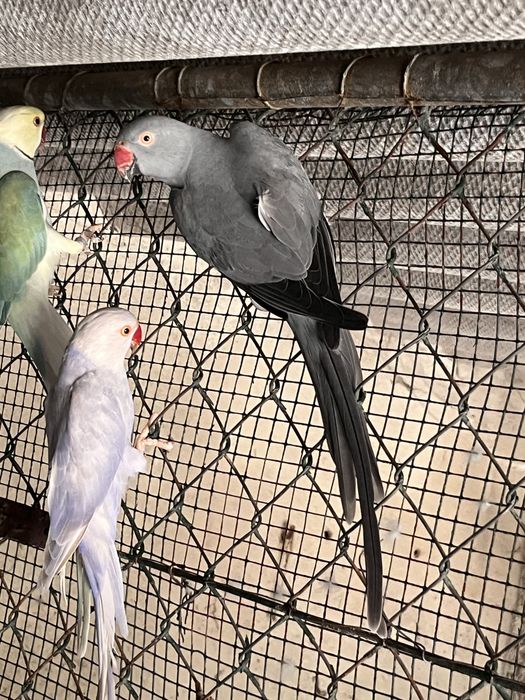 Casal de Ring Necks reprodurores