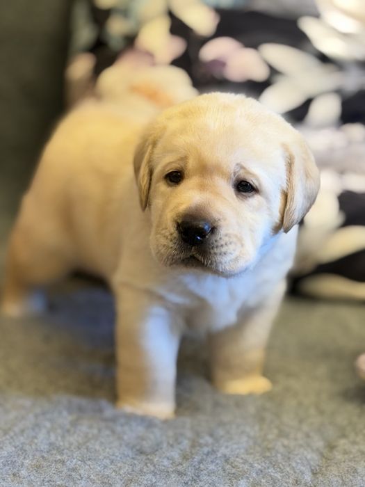 Labrador Retriever piękny żółty chłopiec