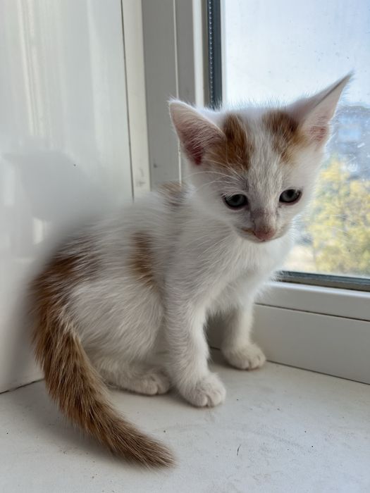 Кошенята у добрі руки