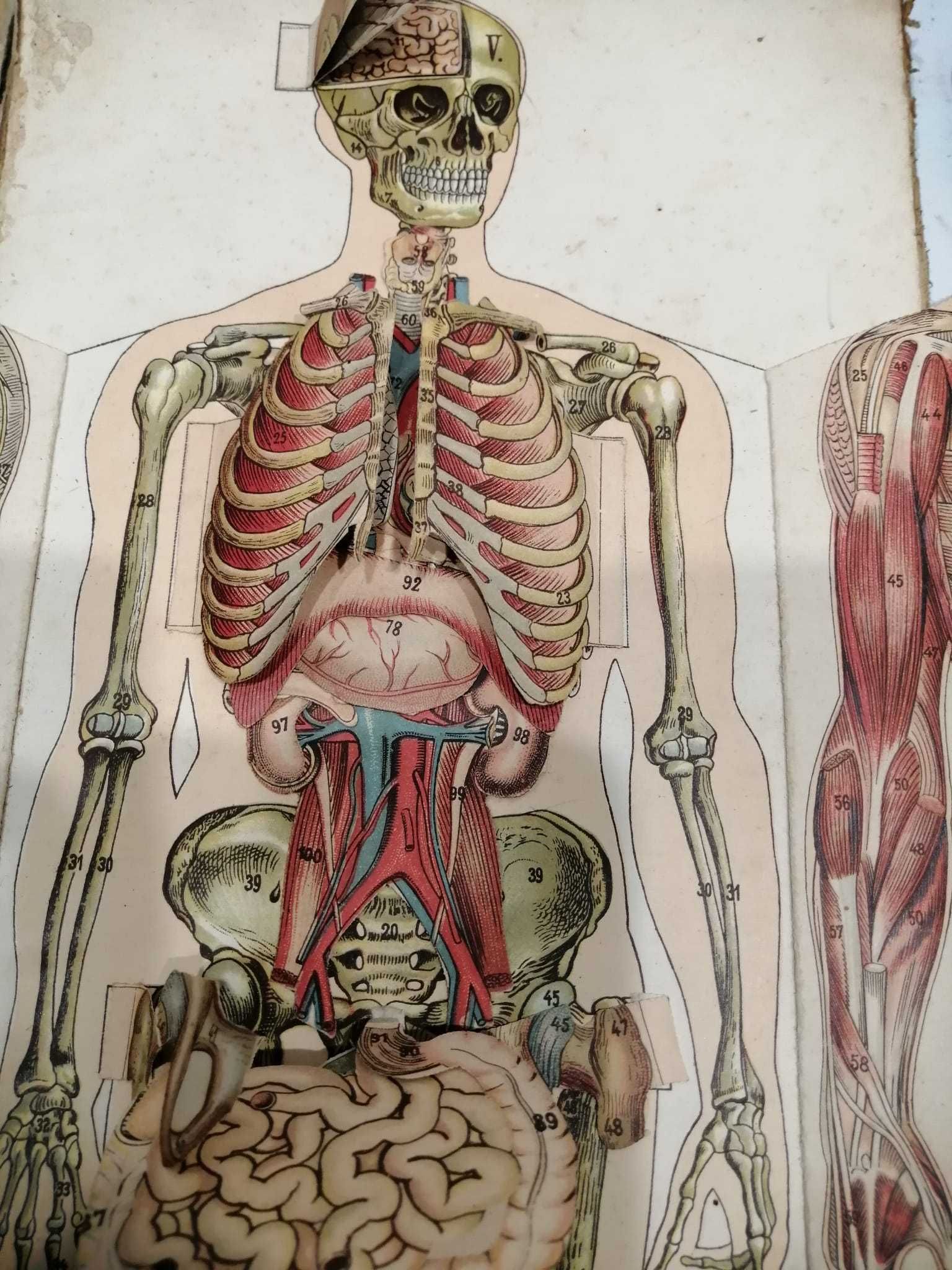 Anatomia do homem -Livro antigo articulado - final séc XIX